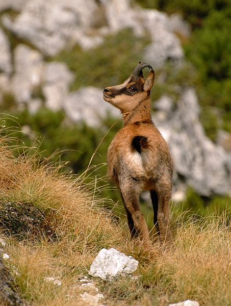 Camoscio d''Abruzzo Rupicapra pyrenaica ornata